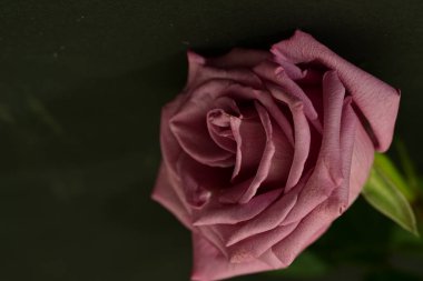  Parlak gül çiçeği. Stüdyo çekimi