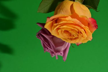  Parlak güller, çiçekler. Stüdyo çekimi