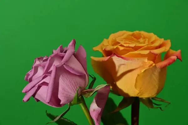 Bright Roses Flowers Studio Shot — Stock Photo, Image