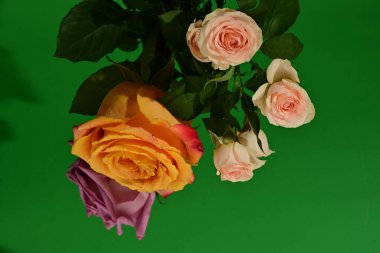 Parlak çiçekleri kapatın. Stüdyo çekimi