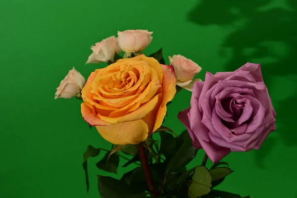 Close Bright Flowers Studio Shot — Stock Photo, Image