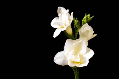 Siyah arkaplanda beyaz zambak çiçekleri