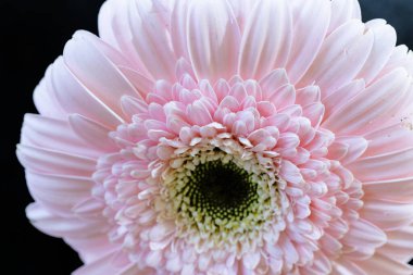 Siyah arkaplanda pembe gerbera çiçeği