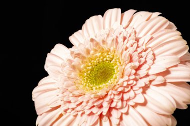 Karanlık arka planda güzel Gerbera çiçeği, yaz konsepti, yakın görüş