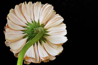 Siyah arkaplanda çiçek açan güzel çiçeğin yakın görüntüsü