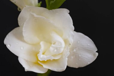 Siyah arka planda beyaz çiçek