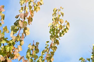 Sonbahar ağaçları ve sarı yapraklar güneşli bir günde