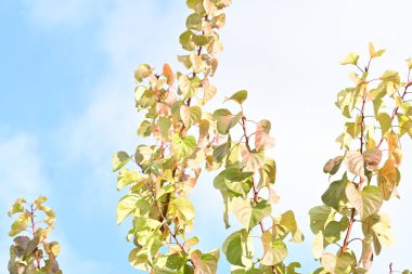 Sonbahar ağaçları ve sarı yapraklar güneşli bir günde