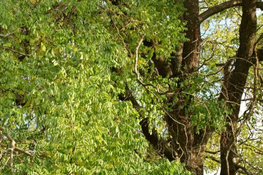 Parktaki ağacın yeşil yaprakları