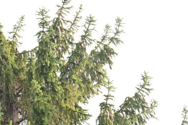 Yeşil çam ağacı dalları, yakın görüş