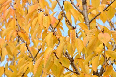 Parkta sonbahar yaprakları