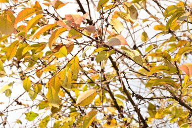 Parkta sonbahar yaprakları