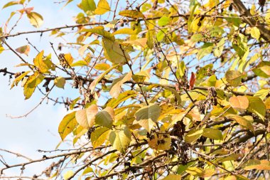 Parkta sonbahar yaprakları