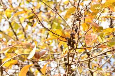 Güzel sonbahar ağaçları, yapraklar