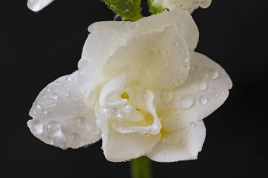 Siyah arkaplanda beyaz zambak çiçekleri