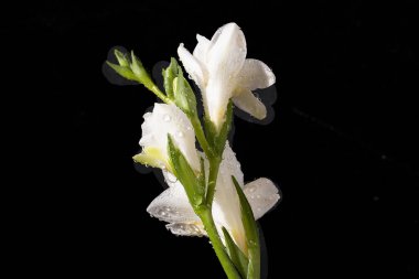 Siyah arkaplanda beyaz zambak çiçekleri