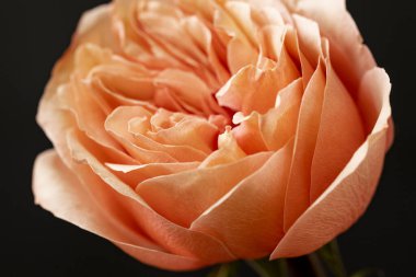 Güzel parlak gül çiçeği, kapat