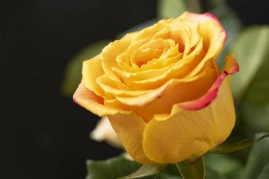 Parlak bir gül çiçeğinin yakın çekimi 