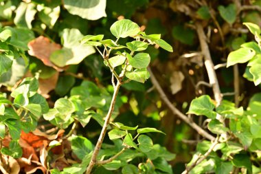 Yaz parkındaki bahçede yetişen yeşil yapraklı bitkiler.