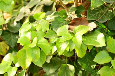 Yaz parkındaki bahçede yetişen yeşil yapraklı bitkiler.