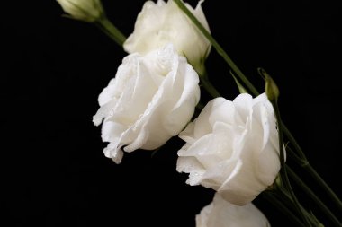 Siyah arkaplanda beyaz Eustoma