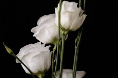 Siyah arkaplanda beyaz çiçekler