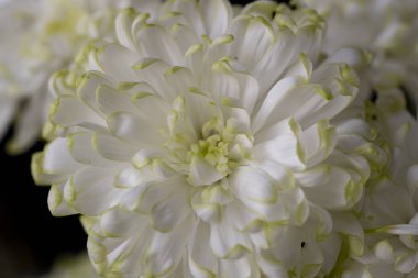 Siyah arkaplanda beyaz çiçekler