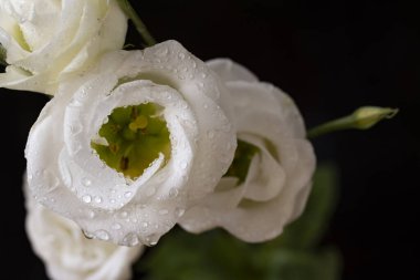 Siyah arkaplanda beyaz çiçekler