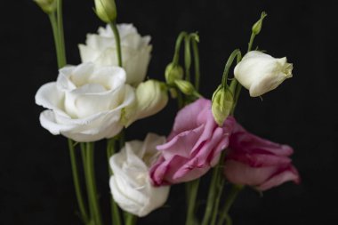 Koyu arkaplanda güzel çiçekler