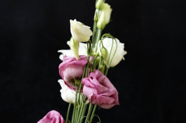 Bir buket Eustoma çiçeği, siyah bir arka planda izole edilmiş.