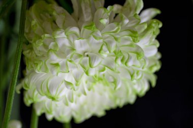 Güzel beyaz çiçekler, yakın görüş.