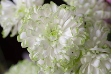 Güzel beyaz çiçekler, yakın görüş.