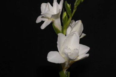 Güzel beyaz çiçekler, yakın görüş.