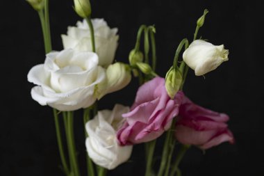  Siyah arkaplanda östoma çiçekleri