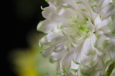 beyaz kasımpatı çiçeğinin makro fotoğrafı.