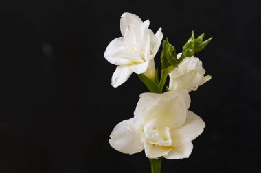 Siyah arkaplanda beyaz çiçekler.