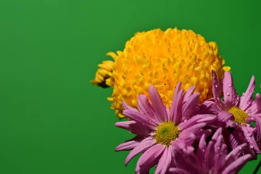 İzole edilmiş arkaplanda çiçekleri kapat.