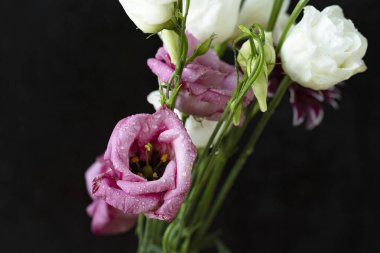 İzole edilmiş arkaplanda çiçekleri kapat.