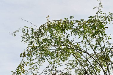 Ormandaki ağaç dalları