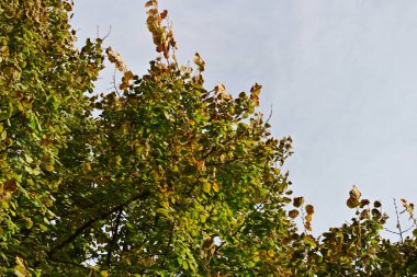 Gökyüzü arka planında sonbahar yaprakları 