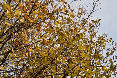 Gökyüzü arka planında sonbahar yaprakları 