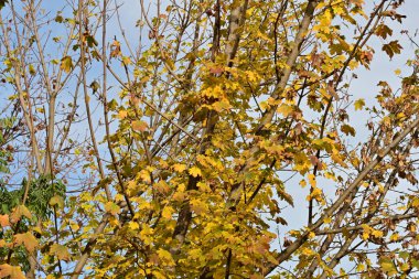 Gökyüzü arka planında sonbahar yaprakları 