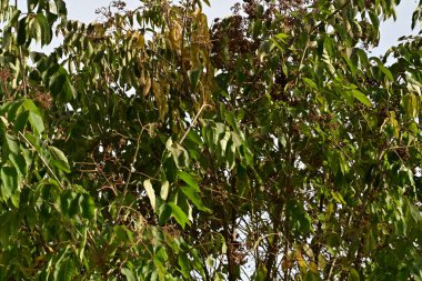 Parktaki ağaç dallarının güzel bir görüntüsü 