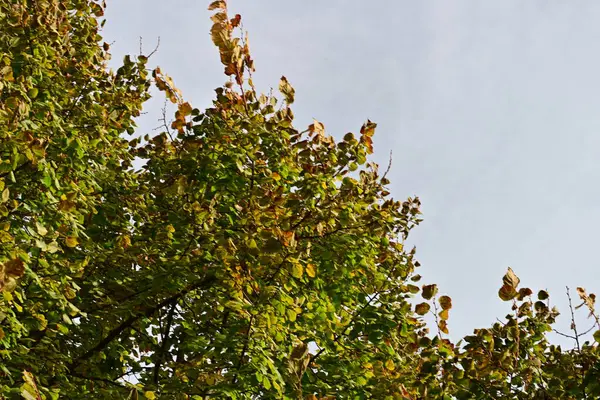 Gökyüzü arka planında sonbahar yaprakları 