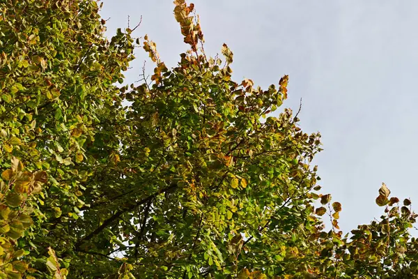 Gökyüzü arka planında sonbahar yaprakları 
