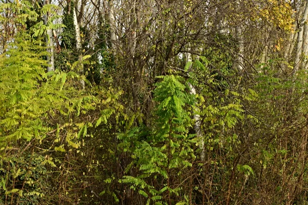 Ormanda yeşil yapraklar