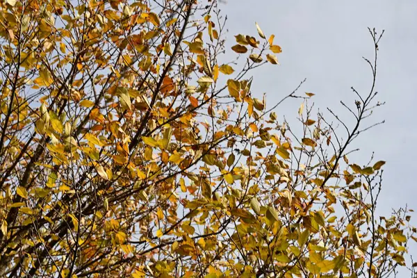 Gökyüzü arka planında sonbahar yaprakları 
