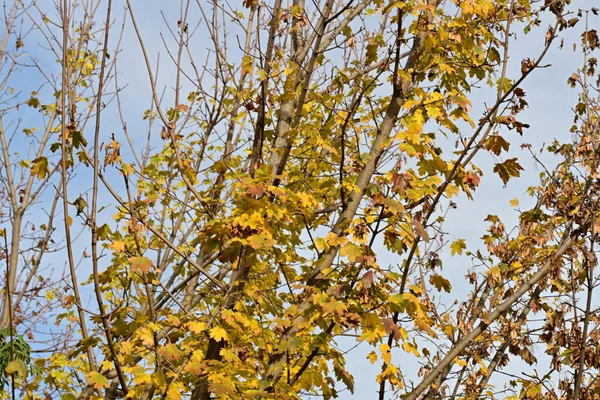 Gökyüzü arka planında sonbahar yaprakları 