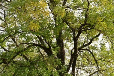 Bahçedeki ağaçlarda yapraklar