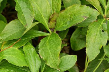 yeşil yapraklar, bitkiler ve yapraklar